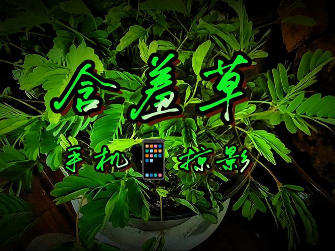 伊人影院香蕉久久影院的相关介绍